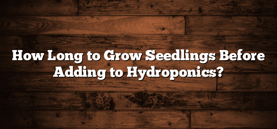 How Long to Grow Seedlings Before Adding to Hydroponics?
