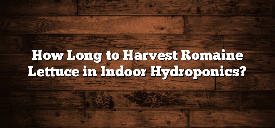 How Long to Harvest Romaine Lettuce in Indoor Hydroponics?
