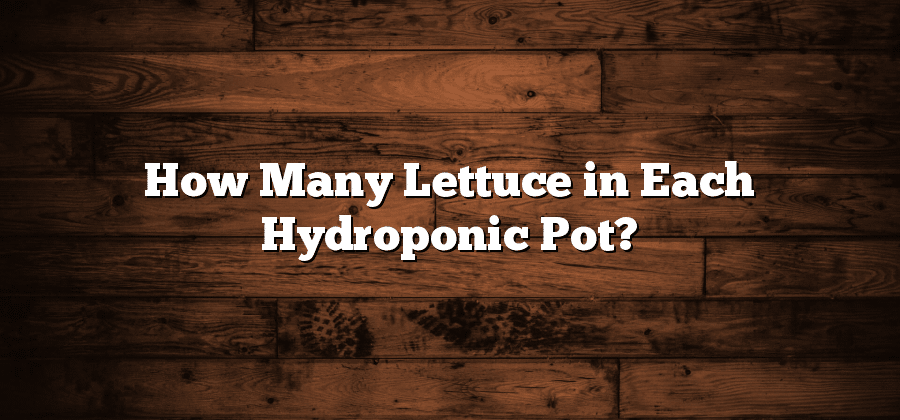 How Many Lettuce in Each Hydroponic Pot?