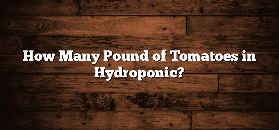 How Many Pound of Tomatoes in Hydroponic?