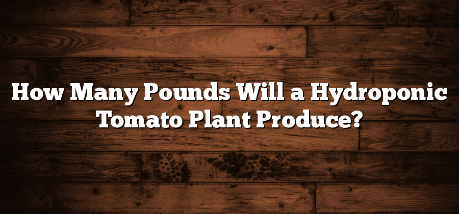 How Many Pounds Will a Hydroponic Tomato Plant Produce?