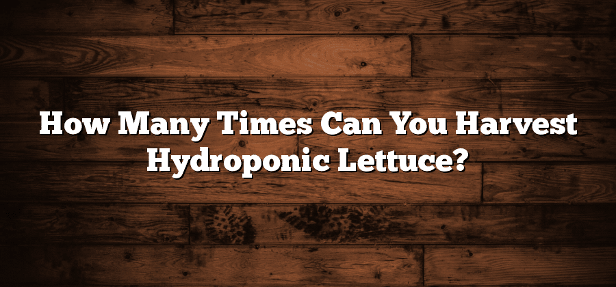 How Many Times Can You Harvest Hydroponic Lettuce?