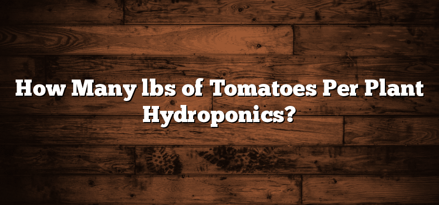 How Many lbs of Tomatoes Per Plant Hydroponics?