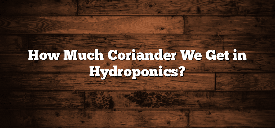 How Much Coriander We Get in Hydroponics?