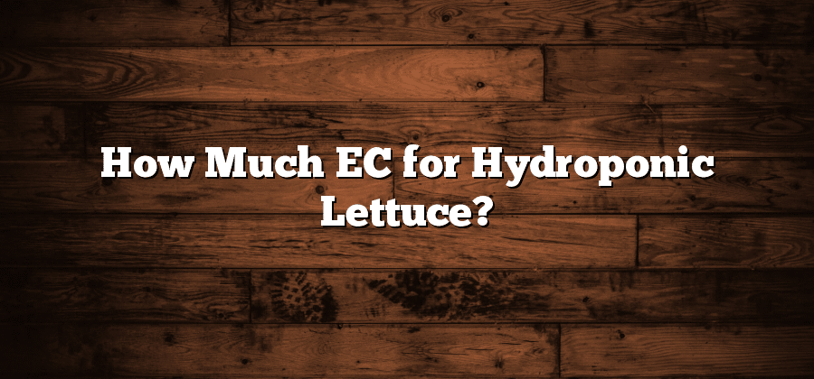 How Much EC for Hydroponic Lettuce?