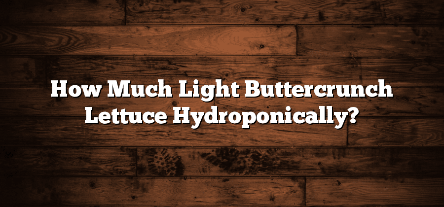 How Much Light Buttercrunch Lettuce Hydroponically?