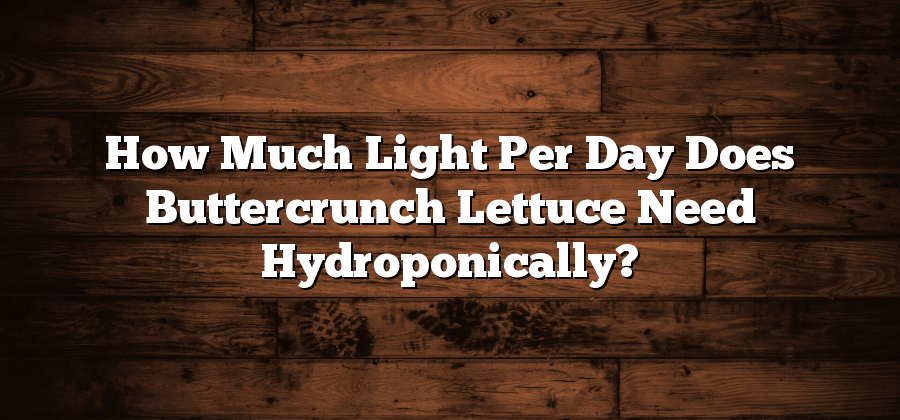 How Much Light Per Day Does Buttercrunch Lettuce Need Hydroponically?