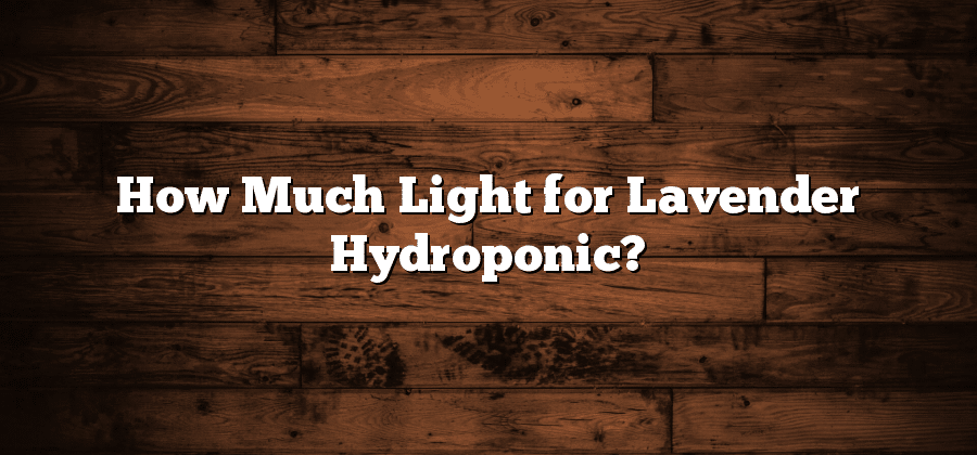 How Much Light for Lavender Hydroponic?