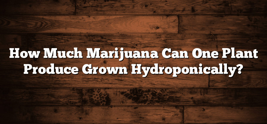 How Much Marijuana Can One Plant Produce Grown Hydroponically?