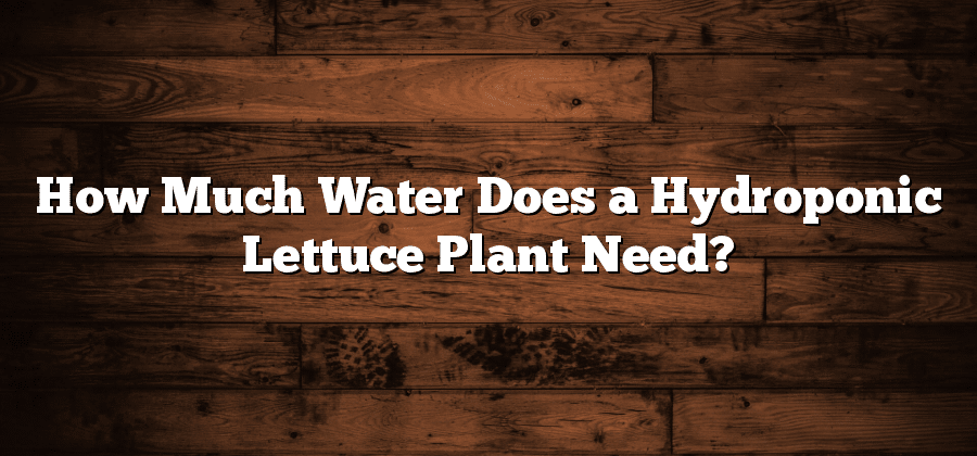 How Much Water Does a Hydroponic Lettuce Plant Need?