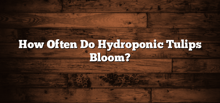 How Often Do Hydroponic Tulips Bloom?