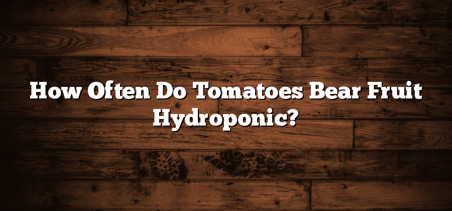 How Often Do Tomatoes Bear Fruit Hydroponic?
