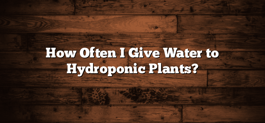How Often I Give Water to Hydroponic Plants?