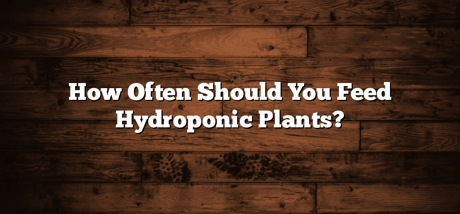 How Often Should You Feed Hydroponic Plants?