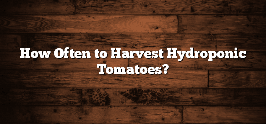 How Often to Harvest Hydroponic Tomatoes?