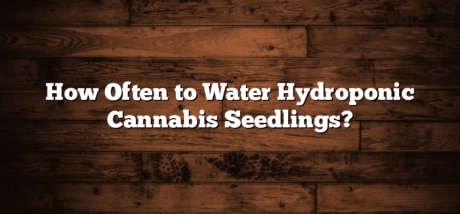 How Often to Water Hydroponic Cannabis Seedlings?