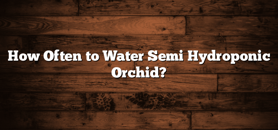 How Often to Water Semi Hydroponic Orchid?