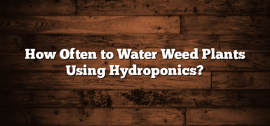 How Often to Water Weed Plants Using Hydroponics?
