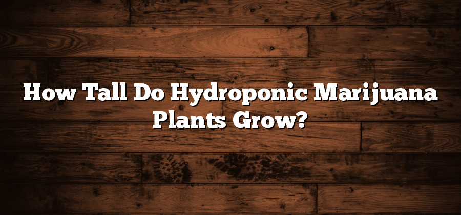 How Tall Do Hydroponic Marijuana Plants Grow?