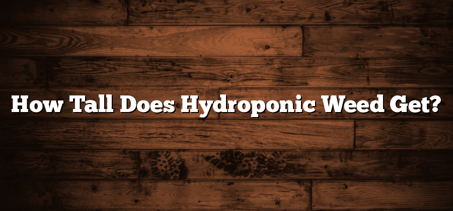 How Tall Does Hydroponic Weed Get?