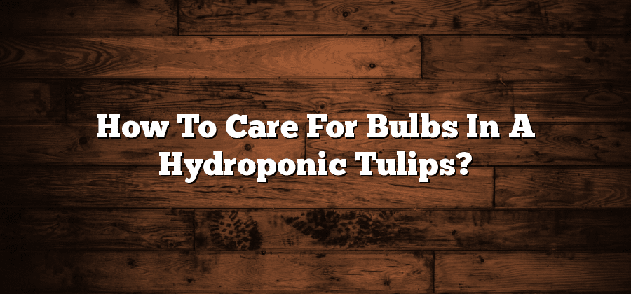 How To Care For Bulbs In A Hydroponic Tulips?