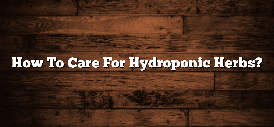 How To Care For Hydroponic Herbs?