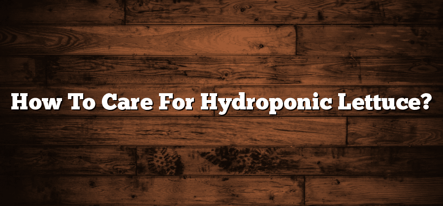 How To Care For Hydroponic Lettuce?