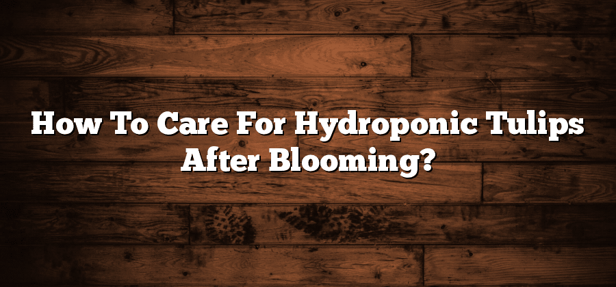 How To Care For Hydroponic Tulips After Blooming?