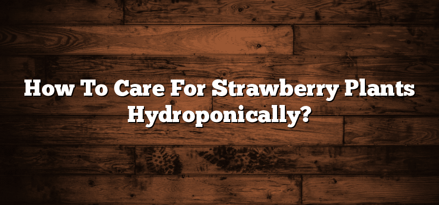 How To Care For Strawberry Plants Hydroponically?