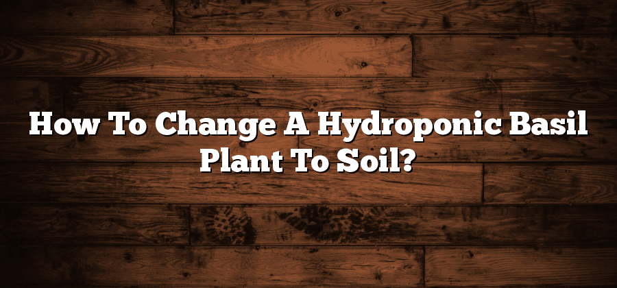 How To Change A Hydroponic Basil Plant To Soil?