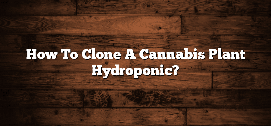How To Clone A Cannabis Plant Hydroponic?