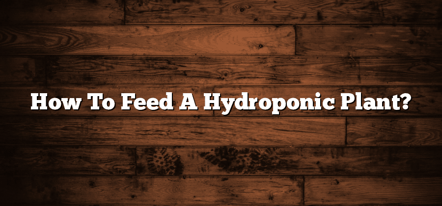 How To Feed A Hydroponic Plant?