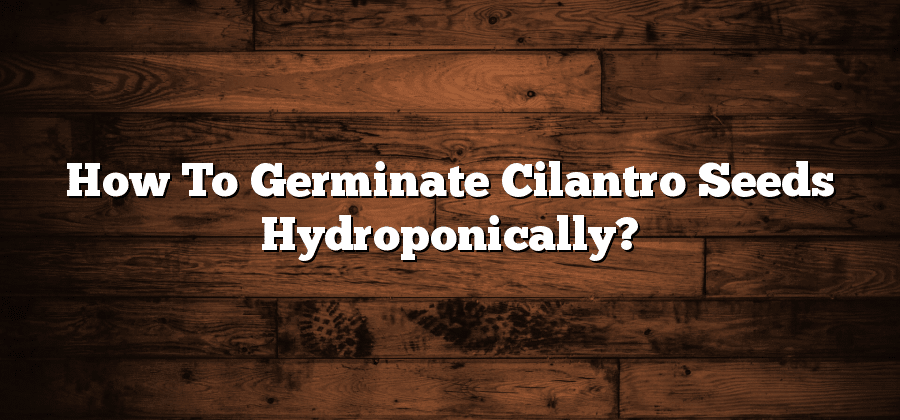 How To Germinate Cilantro Seeds Hydroponically?