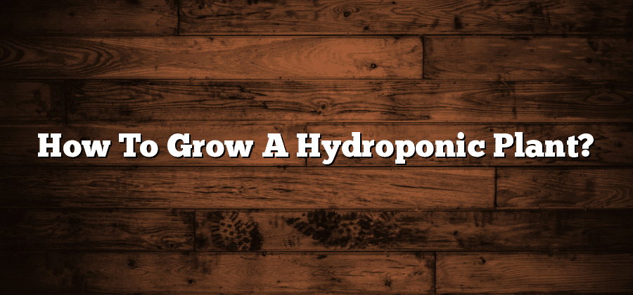 How To Grow A Hydroponic Plant?