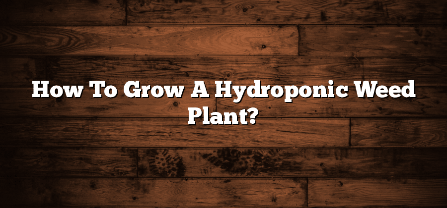 How To Grow A Hydroponic Weed Plant?