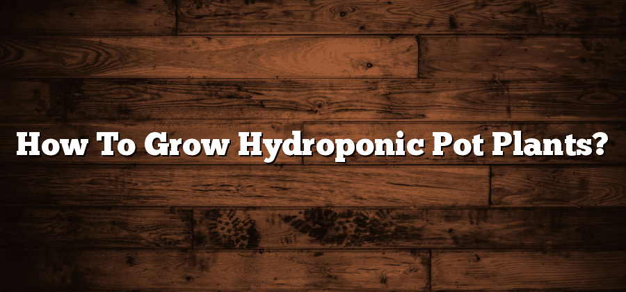 How To Grow Hydroponic Pot Plants?
