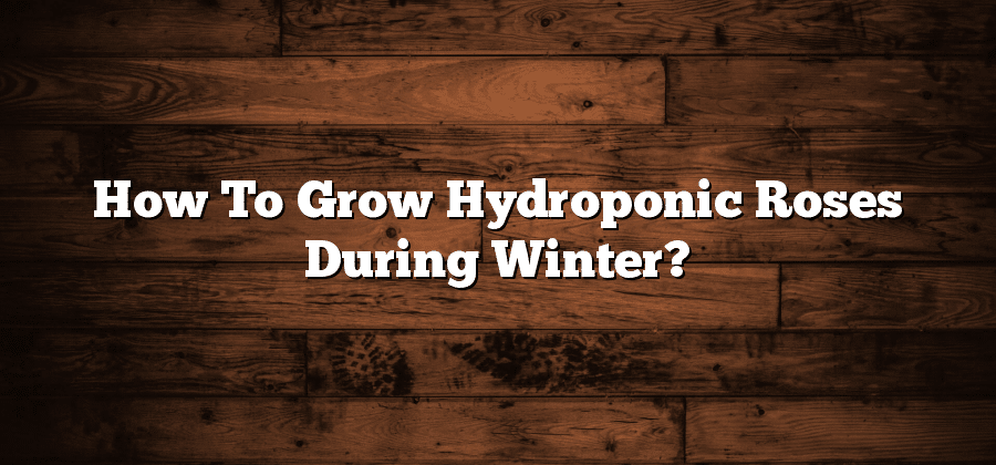 How To Grow Hydroponic Roses During Winter?