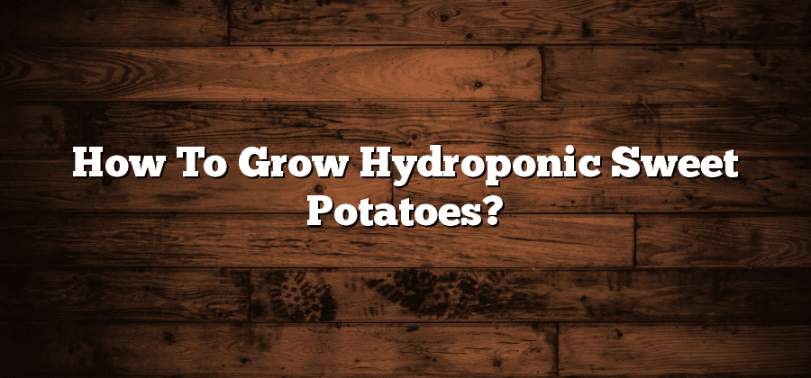 How To Grow Hydroponic Sweet Potatoes?