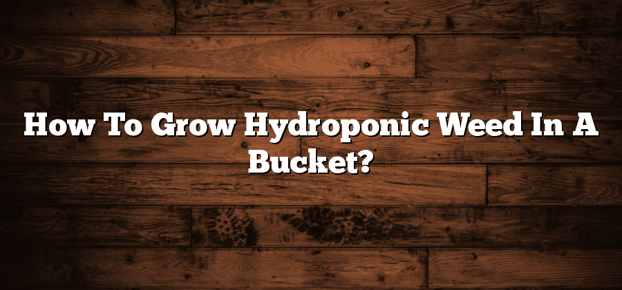 How To Grow Hydroponic Weed In A Bucket?
