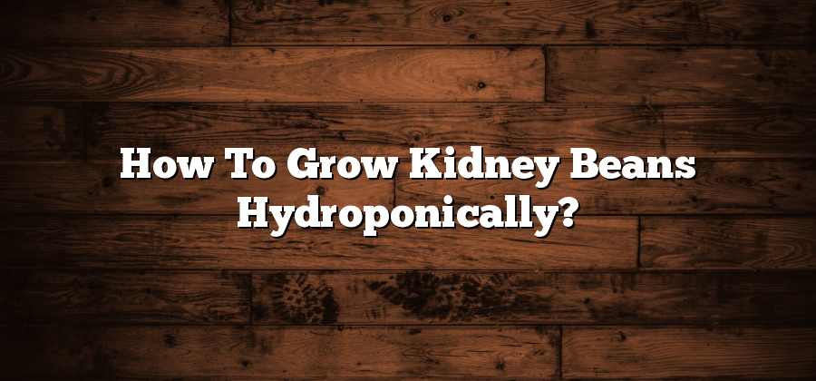 How To Grow Kidney Beans Hydroponically?