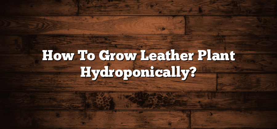 How To Grow Leather Plant Hydroponically?