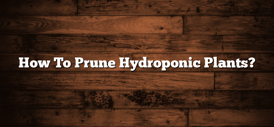 How To Prune Hydroponic Plants?