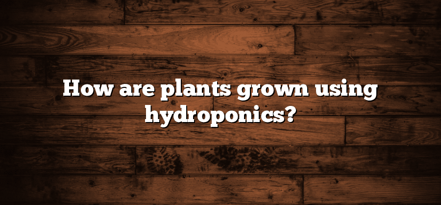 How are plants grown using hydroponics?