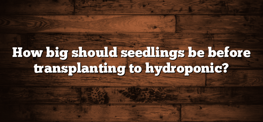 How big should seedlings be before transplanting to hydroponic?