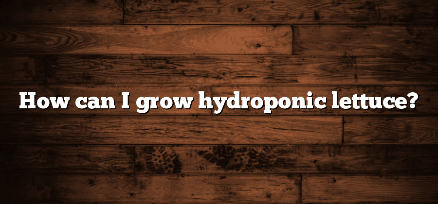 How can I grow hydroponic lettuce?