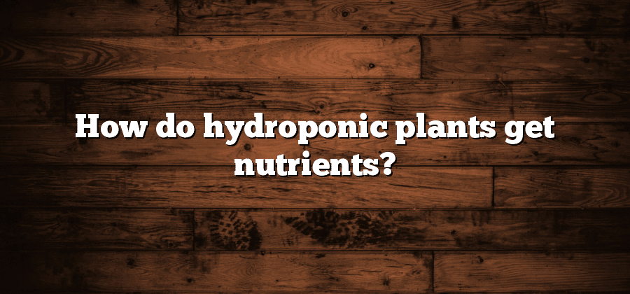 How do hydroponic plants get nutrients?