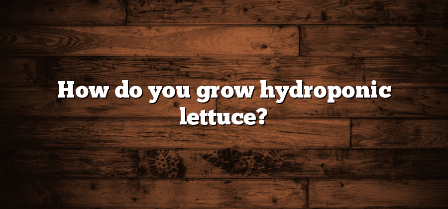 How do you grow hydroponic lettuce?