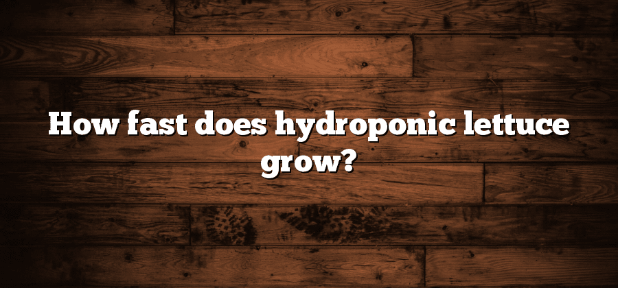 How fast does hydroponic lettuce grow?