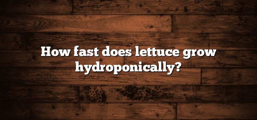 How fast does lettuce grow hydroponically?