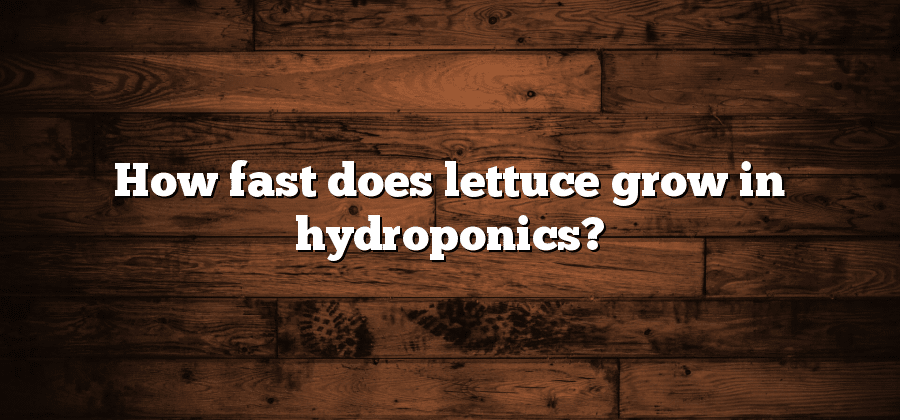 How fast does lettuce grow in hydroponics?